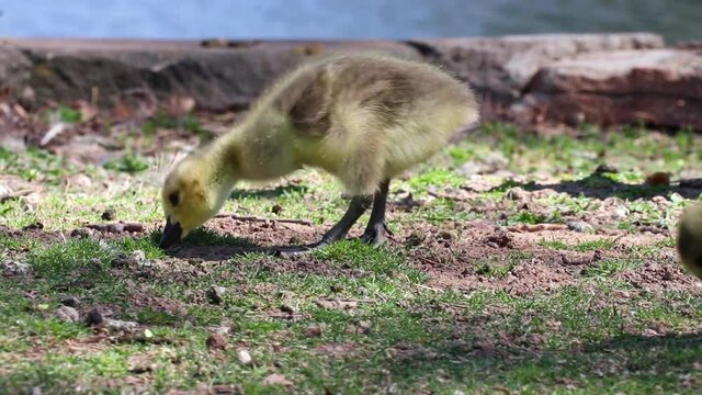Baby Geese Gosling By A Pond Eating Off Of The Shore.