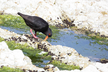 Neuseeländischer Austernfischer / Variable oystercatcher / Haematopus unicolor