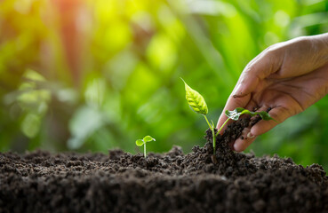 Hands of the farmer are planting the seedlings into the soil
