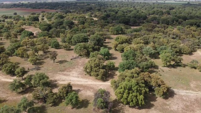 Aerial drone shot flying over orange trees in Seville on beautiful sunny day, Spain