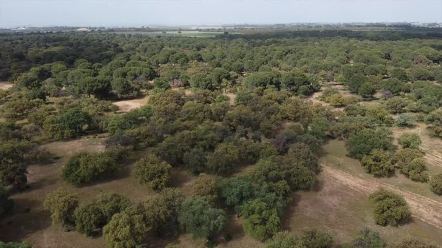 Aerial drone fly over woodland tree forest in Seville on sunny day, Spain