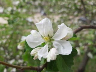 apple tree flowers, flower, spring, white, blossom, nature, tree, flowers, apple, green, bloom, garden, branch, plant, leaf, macro, beauty, petal, blooming