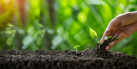 Hands of the farmer are planting the seedlings into the soil