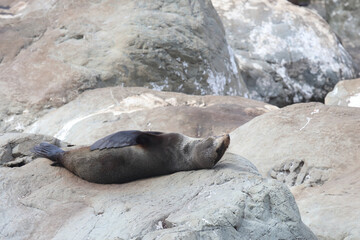 Neuseel&auml;ndischer Seeb&auml;r / New Zealand fur seal / Arctocephalus forsteri