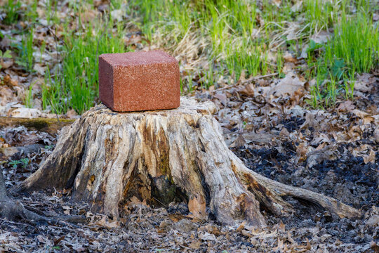 Mineral block on an old tree stump being eaten by deer for the minerals during spring.  Selective focus, background blur and foreground blur.
