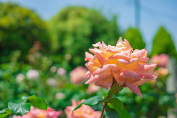 《花》薔薇　バラ