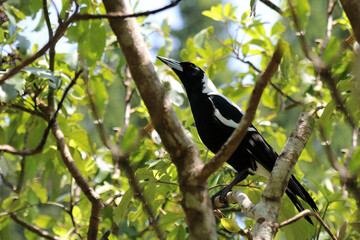 Flötenkrähenstar / Australien Magpie / Gymnorhina tibicen