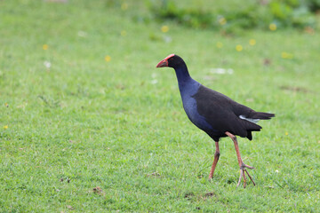 Purpurhuhn / Pukeko or Australasian swamphen / Porphyrio melanotus