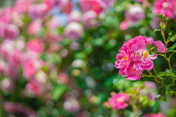 《花》薔薇　バラ