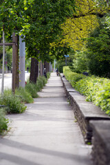 Pavement at springtime with alley of trees at City of Zurich. Photo taken May 11th, 2021, Zurich, Switzerland.