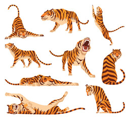Fototapeta na wymiar Collection of adult big tigers. Animals from wildlife. Big cats. Predatory mammals. Painted cartoon animals design. Flat vector illustration isolated on white background