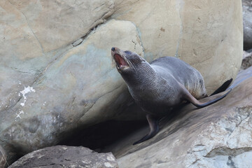 Neuseeländischer Seebär / New Zealand fur seal / Arctocephalus forsteri