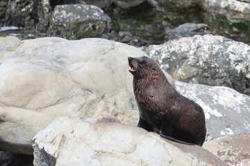 Neuseeländischer Seebär / New Zealand fur seal / Arctocephalus forsteri
