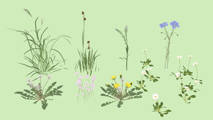 Flower Arranging Rustic Country Life Romantic Victorian Wild Flowers and Grass 3d 2d illustration