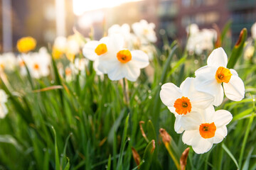 A wild daffodil orange in the field of an urban district.bright sunrise blooming flowers.