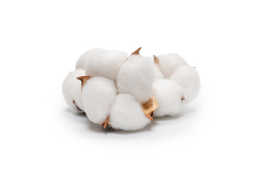 Cotton flower branch isolated on white background.