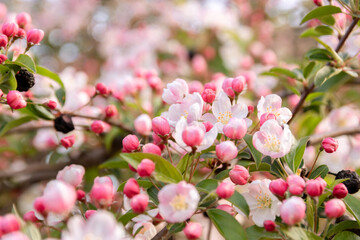 beautiful close up of flower blossoms blooming.