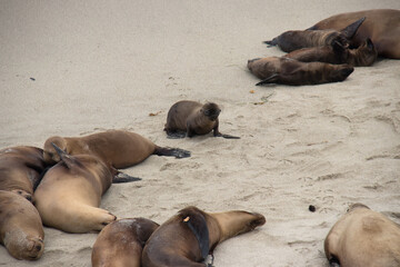 baby sea lion resting on the beach