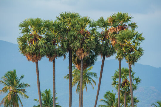 Palmyra palm trees with mountain background in Tamil Nadu, India.