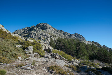 Forest of Scots pine tree, Pinus sylvestris, and high-mountain scrublands. Photo taken in Guadarrama Mountains National Park, province of Madrid, Spain