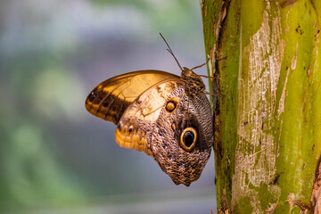 A beautiful brown butterfly sitting on the branch of a plant, with closed wings decorated with colored circles.