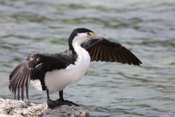 Elsterscharbe / Australian pied cormorant / Phalacrocorax varius