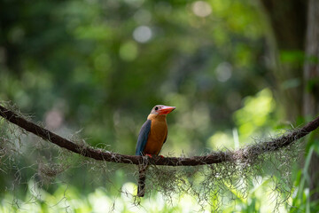 Stork - billed kingfisher