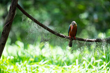 Stork - billed kingfisher