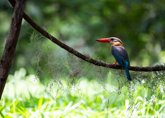 Stork - billed kingfisher