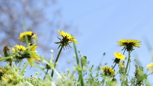Bright yellow dandelions on sunny blue sky
