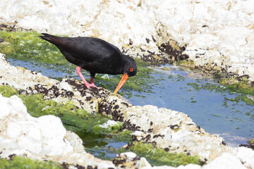 Neuseeländischer Austernfischer / Variable oystercatcher / Haematopus unicolor