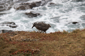 Baby seagull on the shore