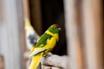 Ein grün gelber Ziegensittich sitzt auf der Stange