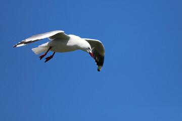 Rotschnabelmöwe / Red-billed gull / Larus scopulinus.