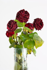 Bouquet of faded dying red roses in a vase isolated on white background