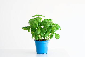 Fresh green bush of potted basil plant in a blue plastic pot isolated on plain white background