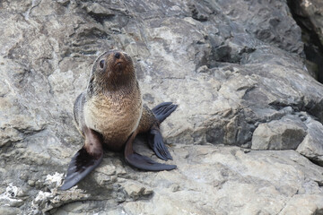 Neuseeländischer Seebär / New Zealand fur seal / Arctocephalus forsteri.