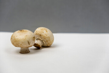 Champignons mushrooms on a  white gray background with a free copy for text