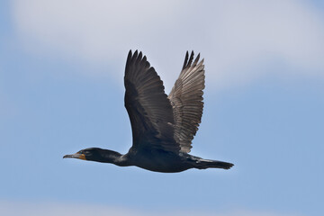 Cormorant in flight on spring sky