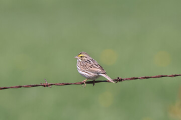 Savannah Sparrow on barbed wire
