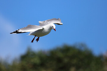 Rotschnabelmöwe / Red-billed gull / Larus scopulinus.