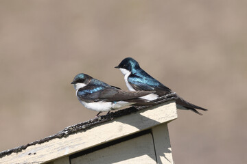 Obraz premium Bran swallow pair on birdhouse roof in spring sun showing iridescent plumage