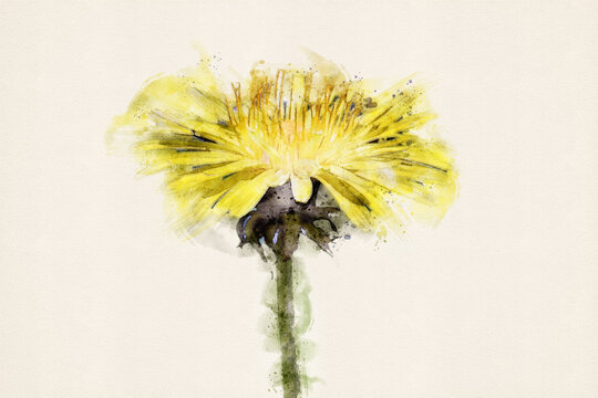 Yellow dandelion flower. Taraxacum wildflower. Aquarelle, watercolor illustration.