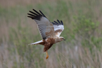 Western Marsh Harrier in the Weerribben the Netherlands.