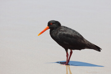 Neuseeländischer Austernfischer / Variable oystercatcher / Haematopus unicolor