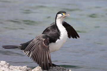 Elsterscharbe / Australian pied cormorant / Phalacrocorax varius