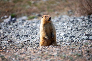 Standing pose of the Marmota bobak, also known as the steppe marmot. On the ground marmots keep lookout and stay in communication with each other.