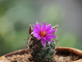 Pink cactus flowers. Mammillaria schumannii Cactus.