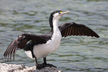 Elsterscharbe / Australian pied cormorant / Phalacrocorax varius