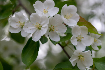 White spring flower blossoms with green leaves 